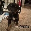 Poppy thumbnail 2