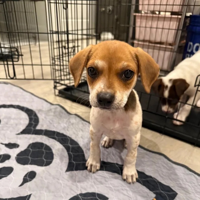 A baby small-sized female White / Cream Mixed Breed dog named Harper for adoption in Southside, TN
