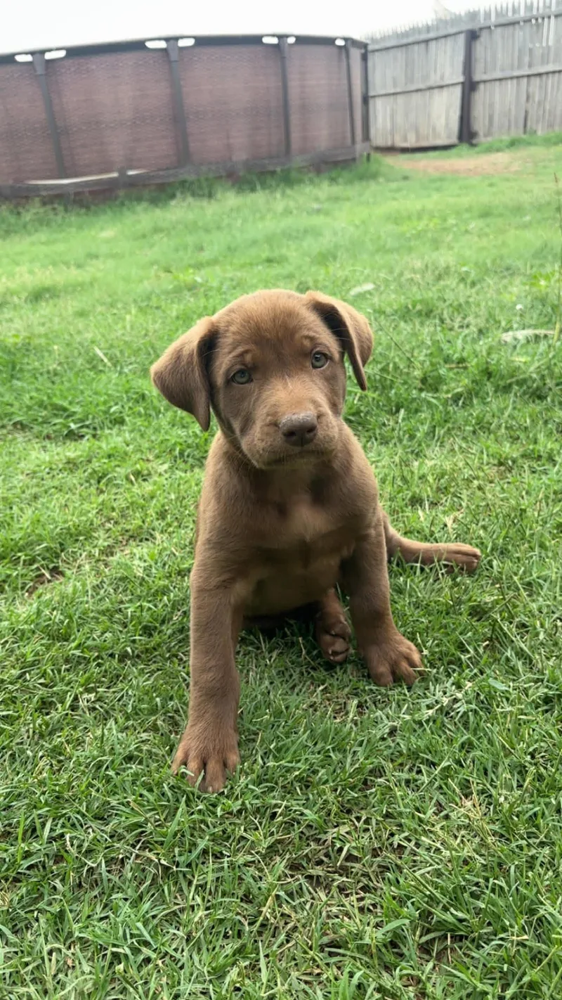 A young large-sized male Labrador Retriever dog named Sponsor Me Logan for adoption in Grafton, WI