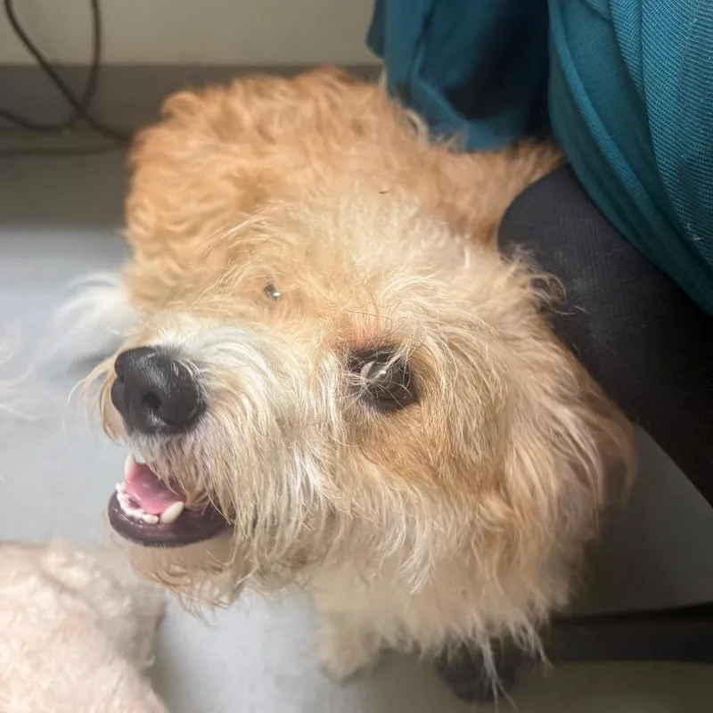 A young small-sized male Poodle dog named Bucky for adoption in Charlottesville, VA