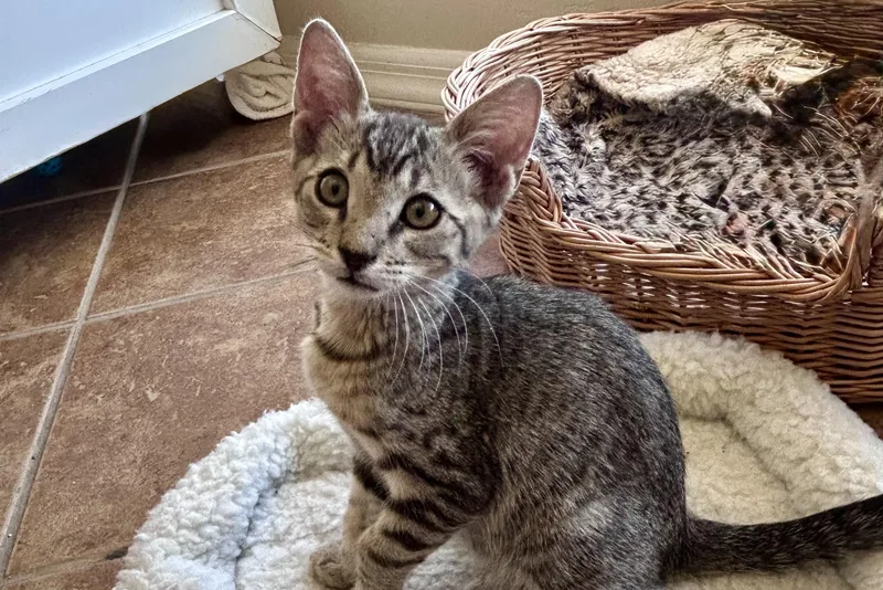 A baby small-sized male Domestic Short Hair cat named LeMans for adoption in Fountain Hills, AZ