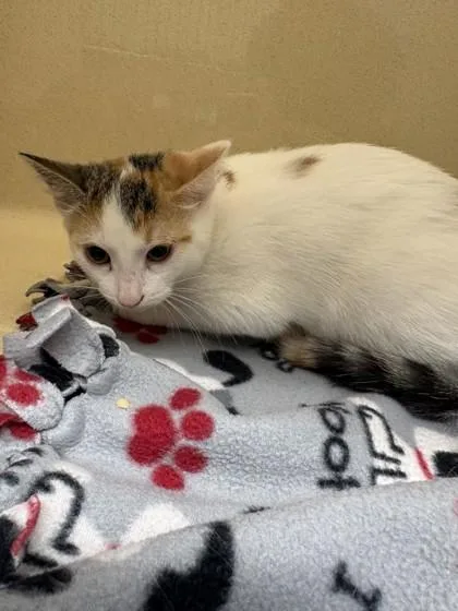 A baby medium-sized female Domestic Short Hair cat named Tickles for adoption in Pequot Lakes, MN