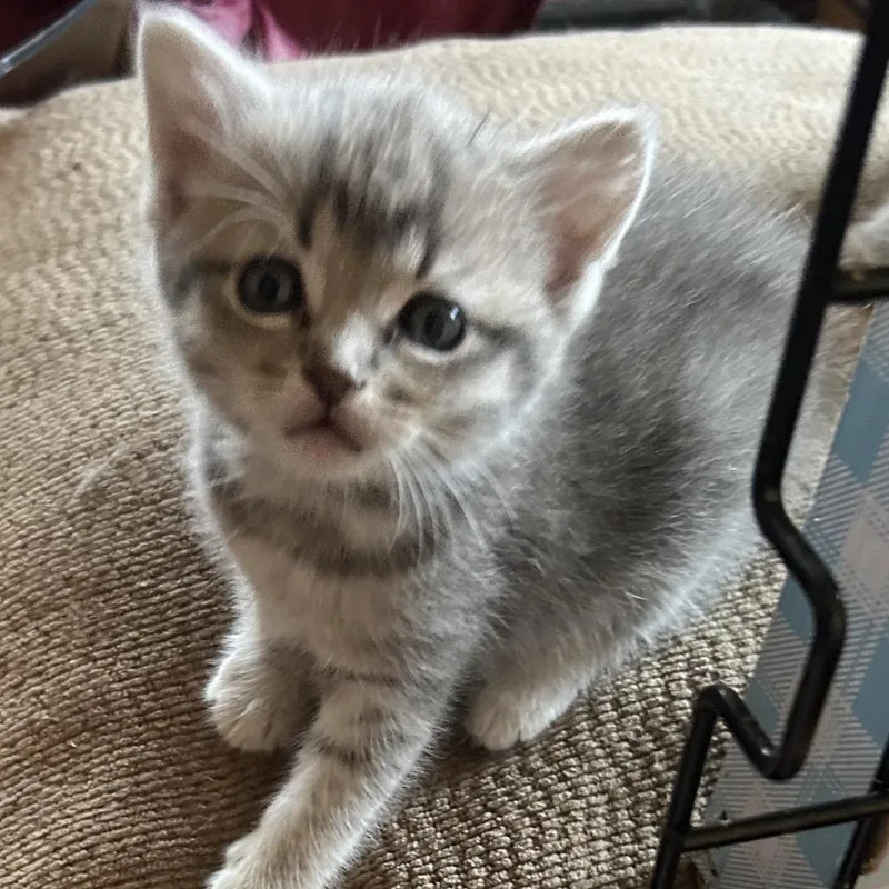 A baby small-sized female American Shorthair cat named Cinder for adoption in mount vernon, AR