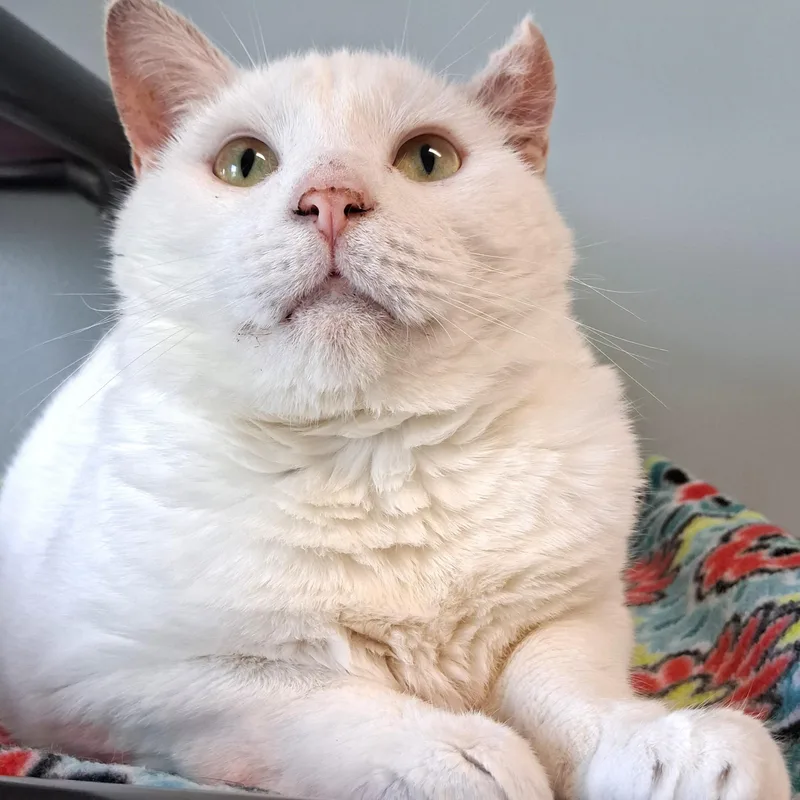 An adult large-sized male White Domestic Short Hair cat named Blizzard for adoption in Belmont, NY