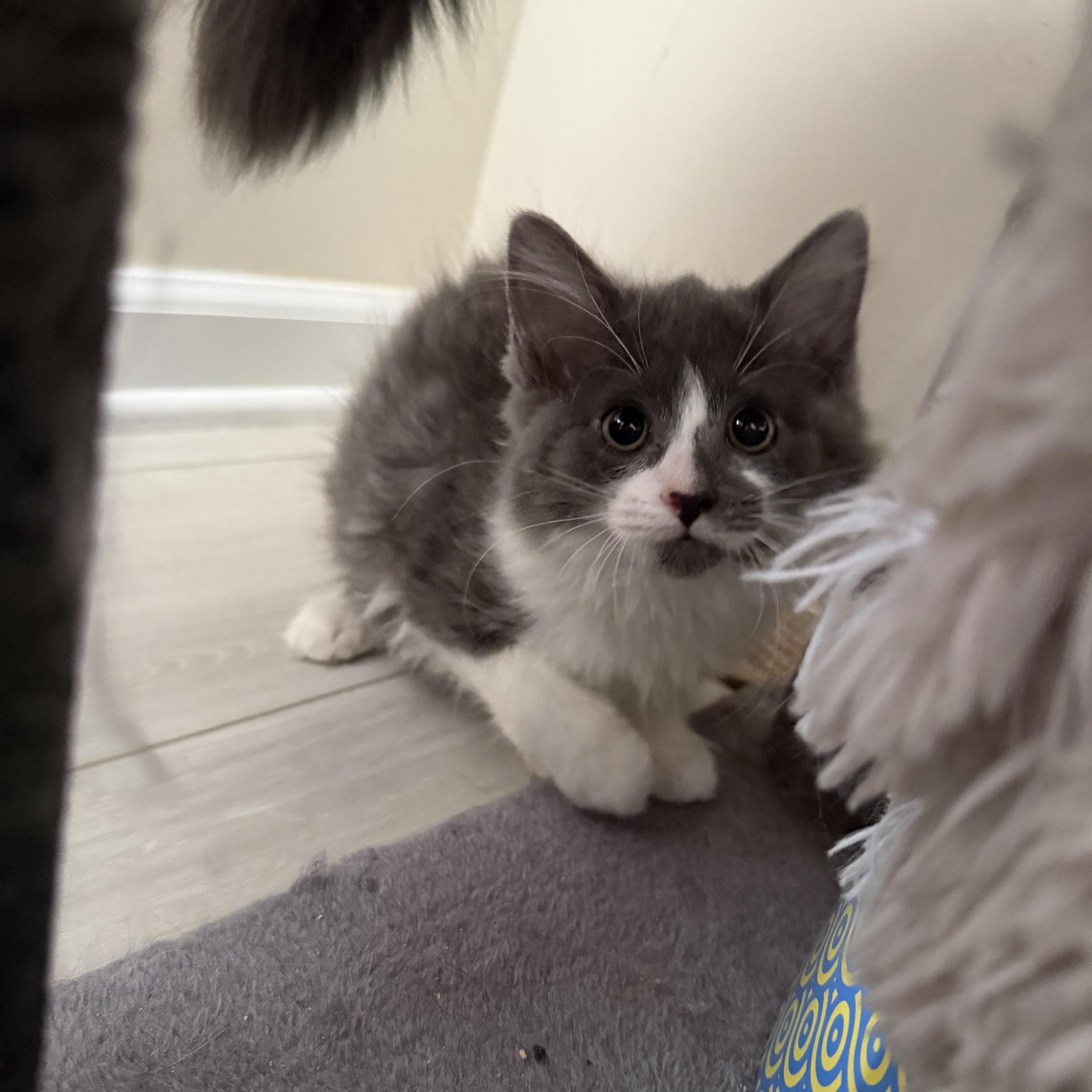 A baby medium-sized female Tabby (Gray / Blue / Silver) Domestic Medium Hair cat named Ruby for adoption in Miamisburg, OH