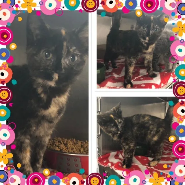 A baby small-sized female Tortoiseshell Domestic Short Hair cat named Imogene for adoption in Buckhannon, WV