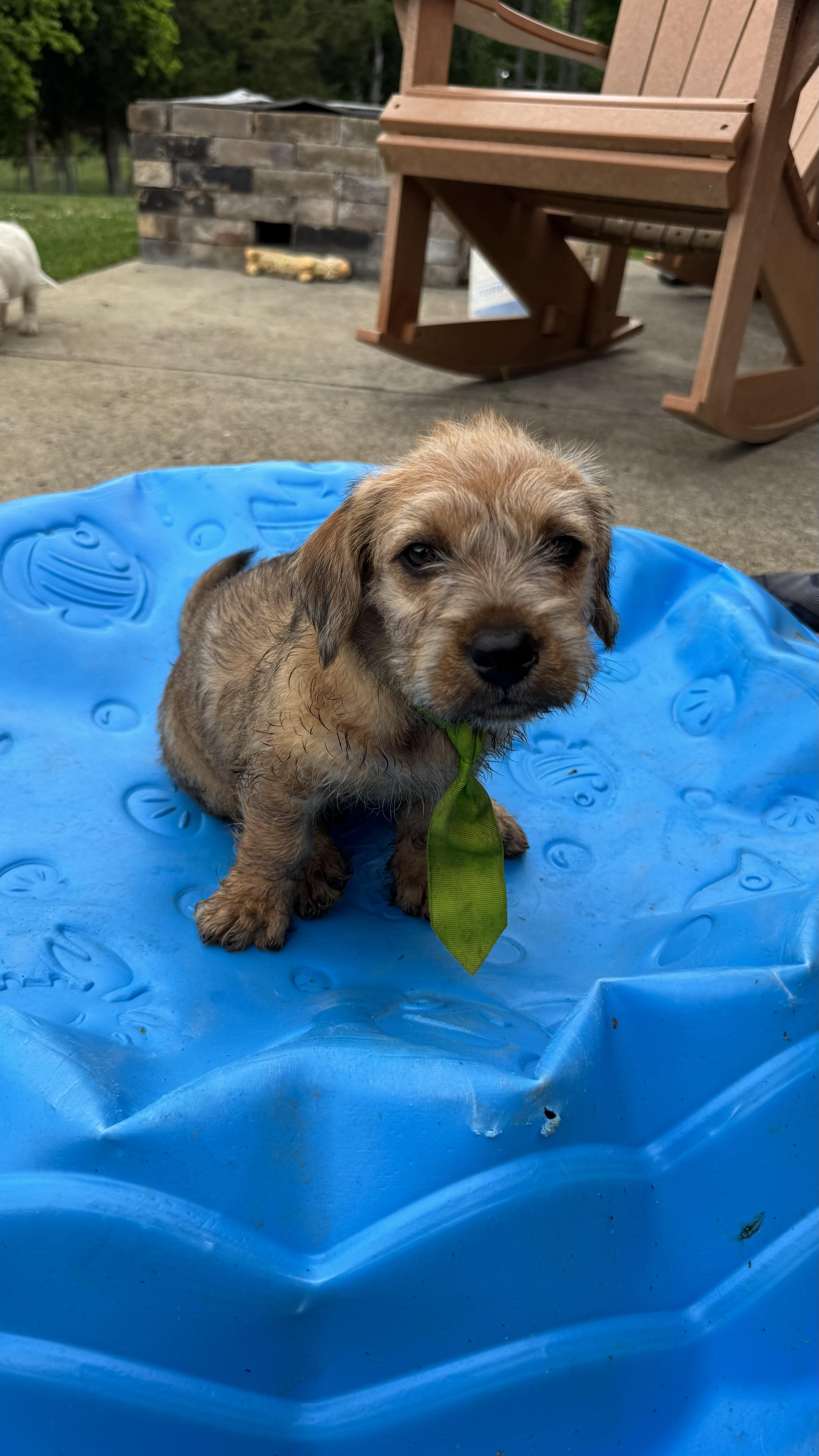 A baby medium-sized male Terrier dog named Cornbread for adoption in Knoxville, TN