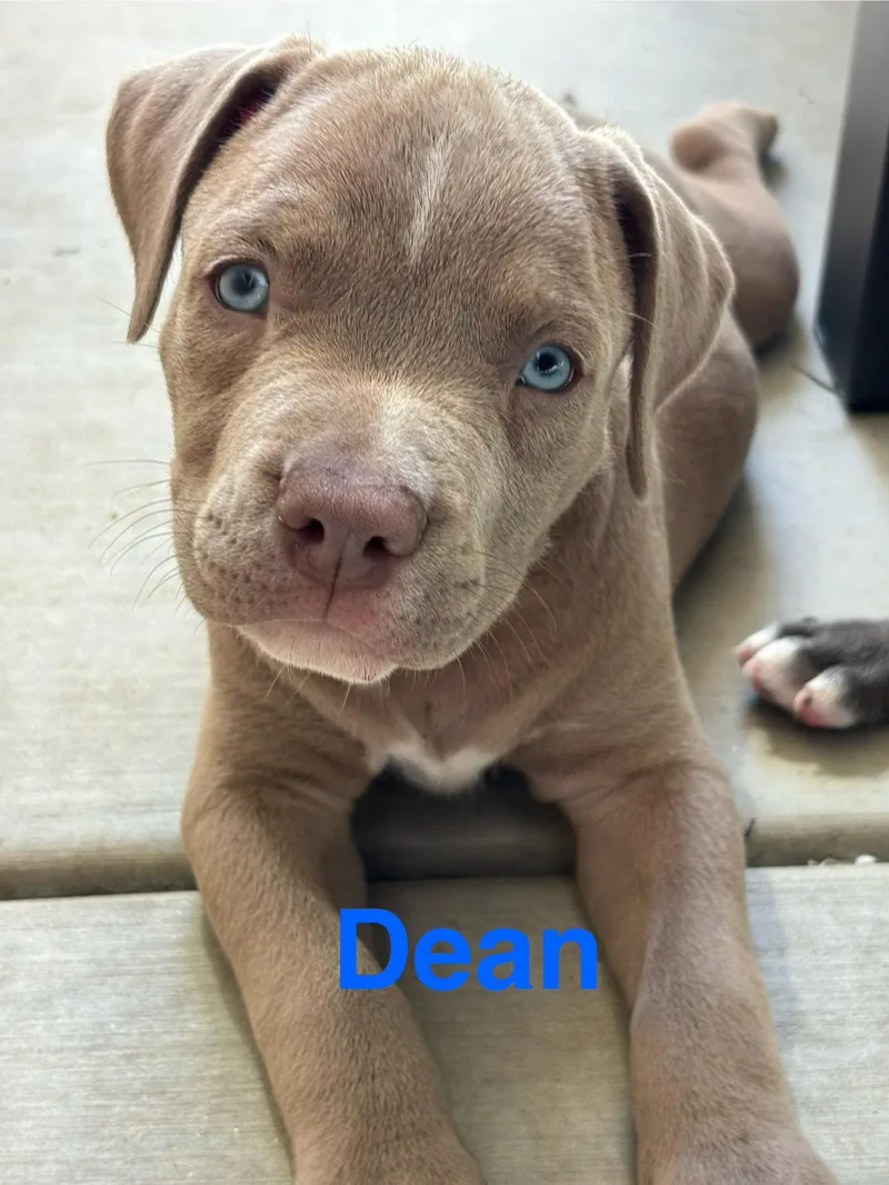 A baby medium-sized male American Staffordshire Terrier dog named Dolly's Dreamers Dean for adoption in San Diego, CA