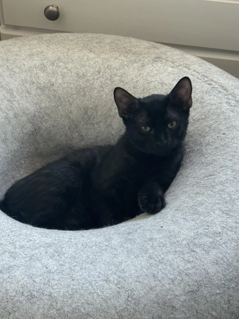 A baby small-sized male Black Domestic Short Hair cat named Pumpernickel for adoption in Phoenix, AZ