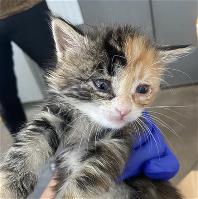 A baby medium-sized female Domestic Medium Hair cat named Twix for adoption in Dallas, TX