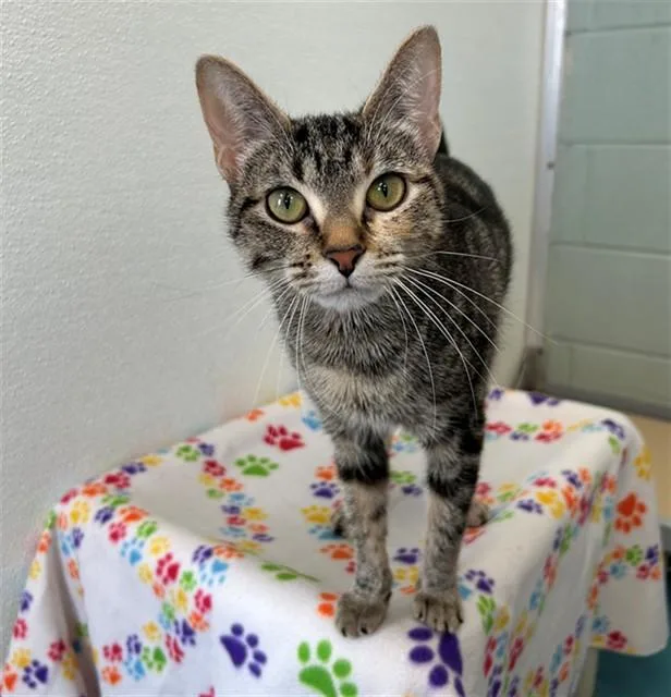 A young small-sized female Domestic Short Hair cat named Purse for adoption in Geneva, IL