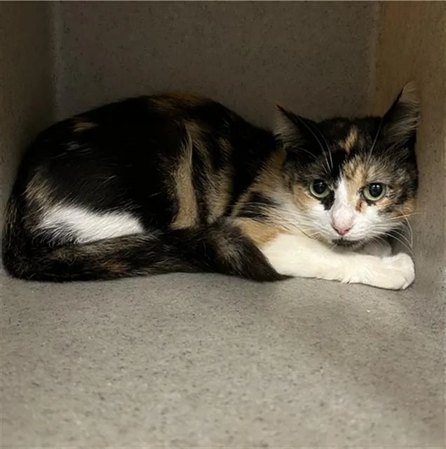 A young medium-sized female Domestic Short Hair cat named Maxine for adoption in Lincolnton, NC