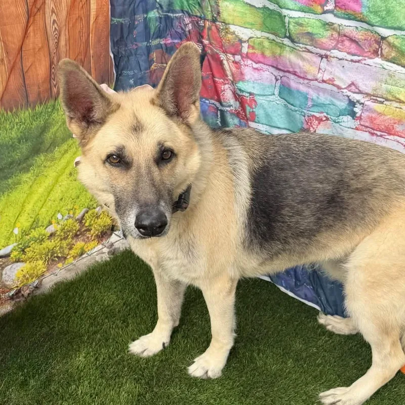 A senior medium-sized female German Shepherd Dog dog named Soda for adoption in Warren, OH