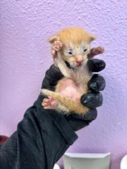 A baby small-sized female Orange / Red Domestic Medium Hair cat named Peach ring for adoption in El Paso, TX