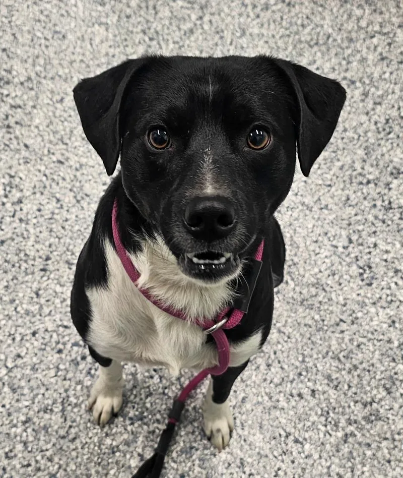 A young large-sized male Terrier dog named Tiny for adoption in Athens, TN