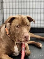 An adult large-sized male Pit Bull Terrier dog named Phil for adoption in Newport, KY