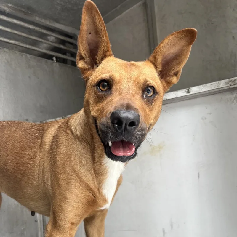 An adult medium-sized female Brown / Chocolate Shepherd dog named Naomi for adoption in Edinburg, TX