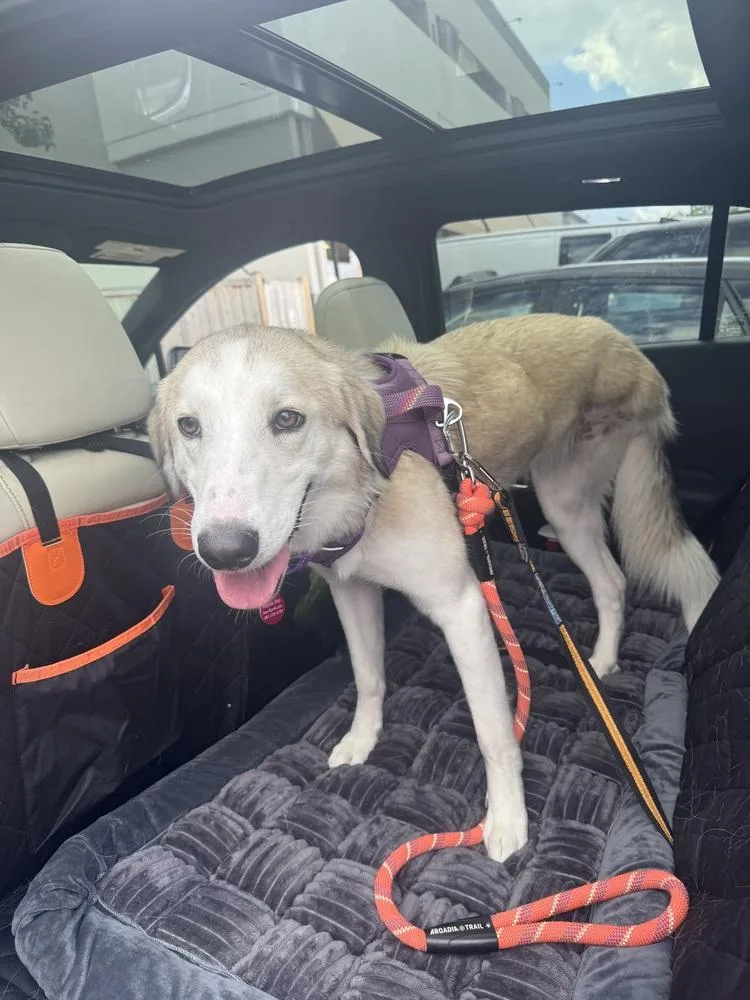 A young medium-sized female White / Cream Labrador Retriever dog named Aurea for adoption in Greenbelt, MD