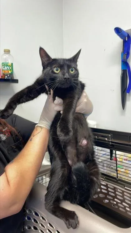 An adult medium-sized female Domestic Short Hair cat named Baja Blast for adoption in West Chester, PA