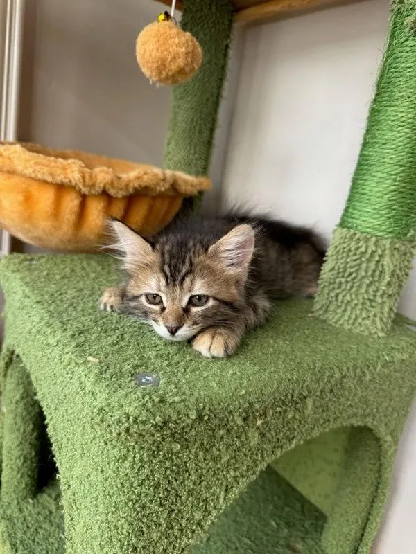 A baby small-sized female Domestic Short Hair cat named Taquito for adoption in Bonsall, CA