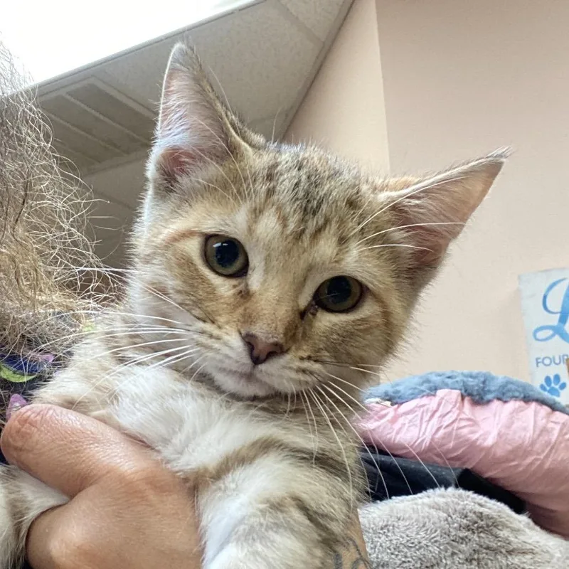 A baby small-sized female Buff / Tan / Fawn Domestic Short Hair cat named Guppy for adoption in Columbus, GA