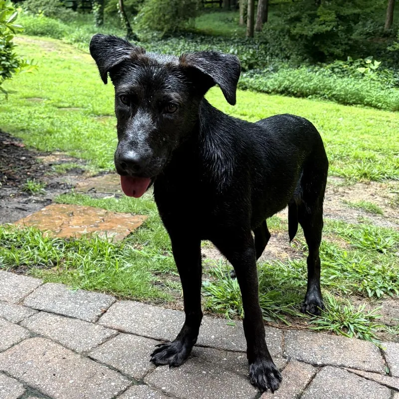 A young small-sized male Black Labrador Retriever dog named ALPHARETTA  Opie for adoption in Blairsville, GA