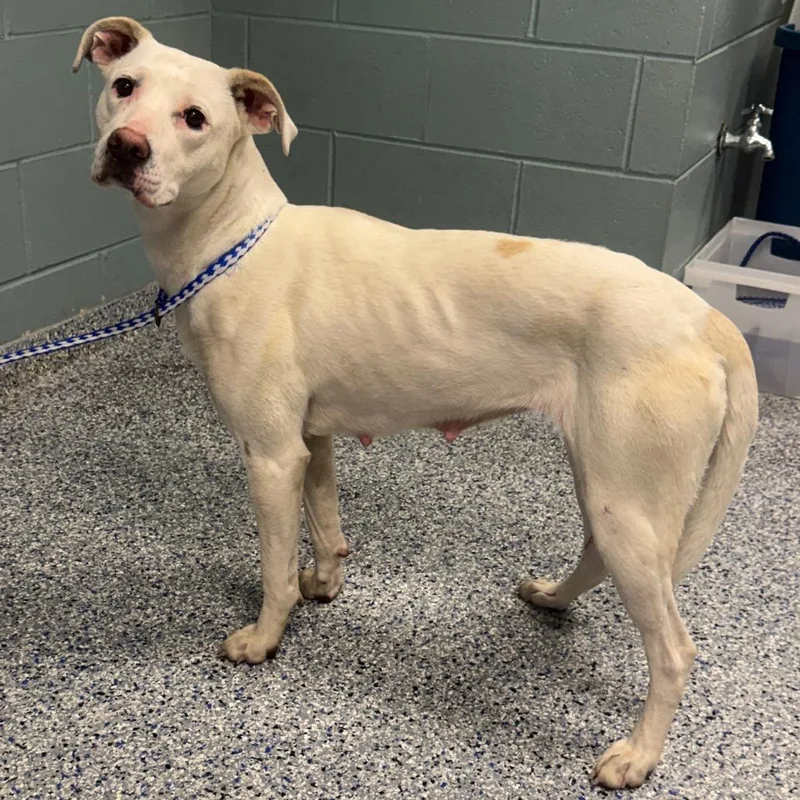 An adult medium-sized female White / Cream American Staffordshire Terrier dog named Butterscotch for adoption in Greenville, SC