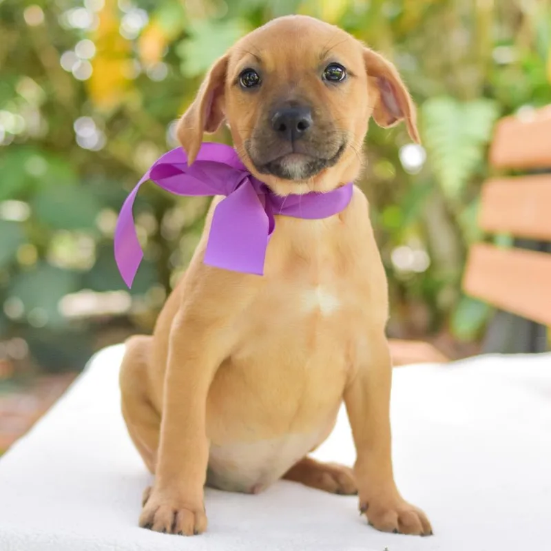 A baby small-sized female Yellow / Tan / Blond / Fawn Mixed Breed dog named Pepita for adoption in Kailua Kona, HI