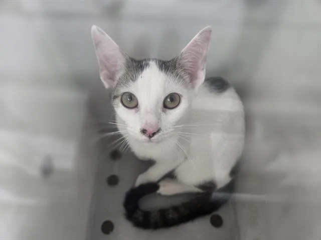 A baby medium-sized male Domestic Short Hair cat named Waffles for adoption in Dallas, TX