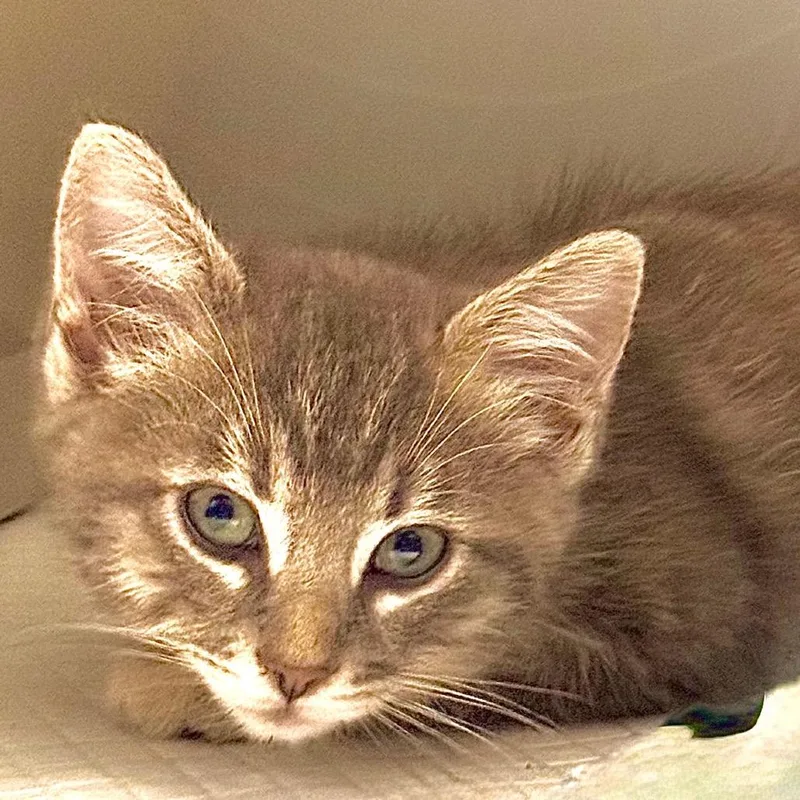 A baby small-sized female Calico Domestic Short Hair cat named Whimsy for adoption in Kansas City, MO