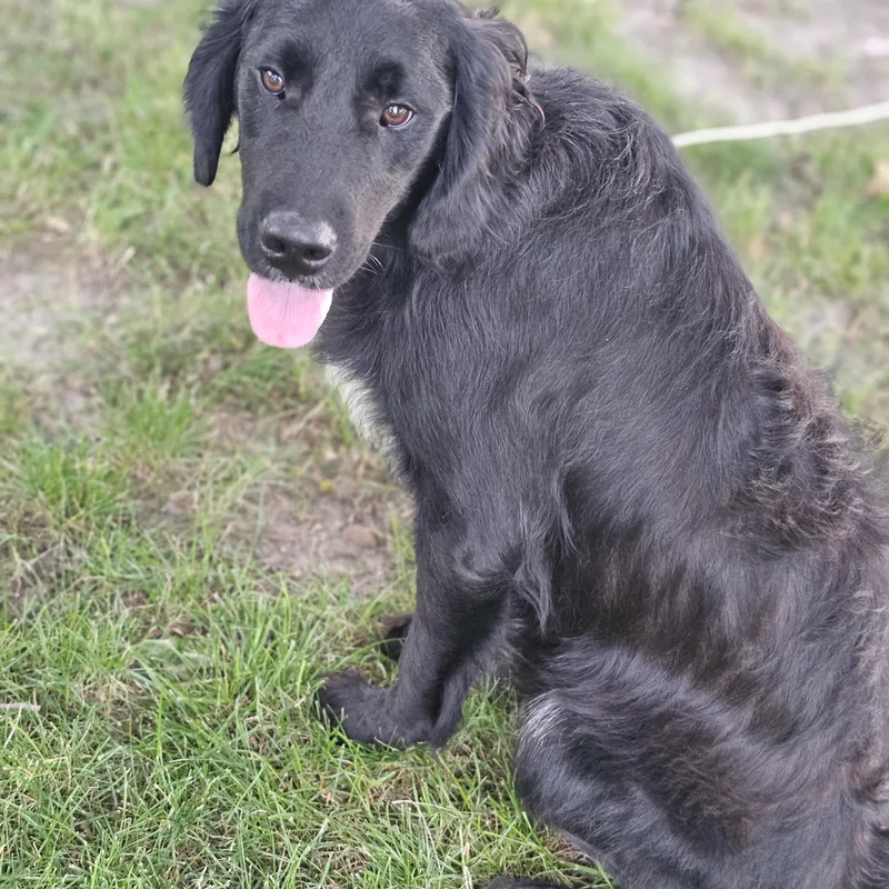 A young large-sized male Black Flat-Coated Retriever dog named Lucas so il for adoption in O Fallon, IL