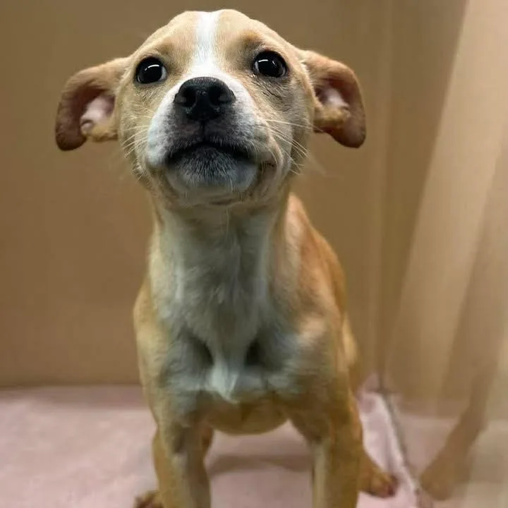 A young small-sized female Yellow / Tan / Blond / Fawn Mixed Breed dog named Penelope for adoption in Alexandria, VA