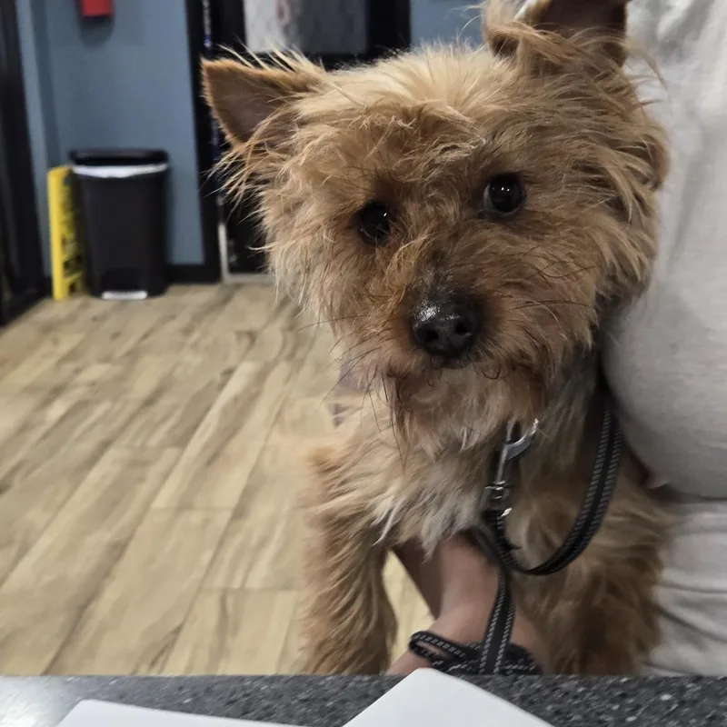 An adult small-sized male Brown / Chocolate Yorkshire Terrier dog named Sonic for adoption in Newark, NJ