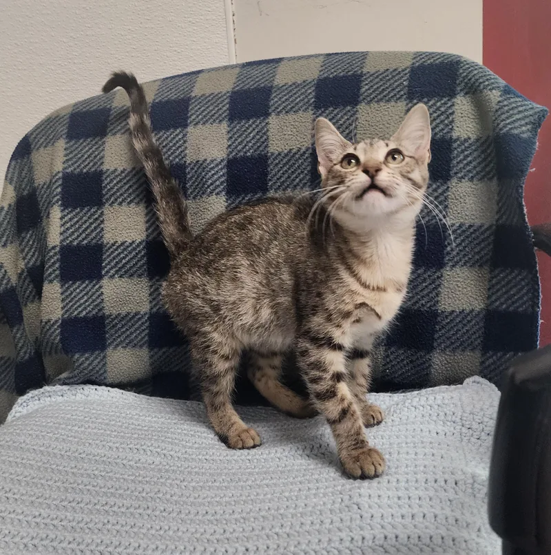A baby medium-sized female Brown / Chocolate Domestic Short Hair cat named Princess Peach for adoption in Slidell, LA