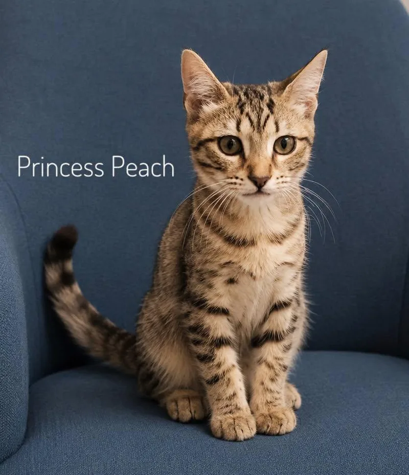 Princess Peach thumbnail 2
