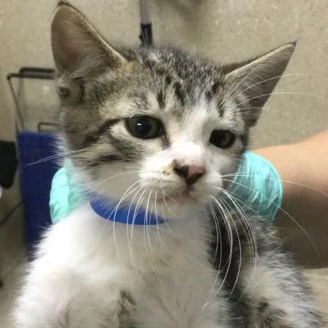 A baby small-sized male Domestic Short Hair cat named Fred for adoption in Riverside, CA