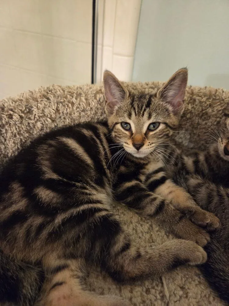 A baby small-sized male Domestic Short Hair cat named Cider for adoption in Ferndale, MI
