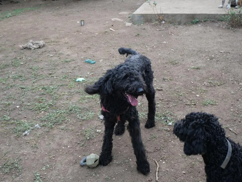 An adult medium-sized female Labradoodle dog named Donna Lucha for adoption in Boulder, CO