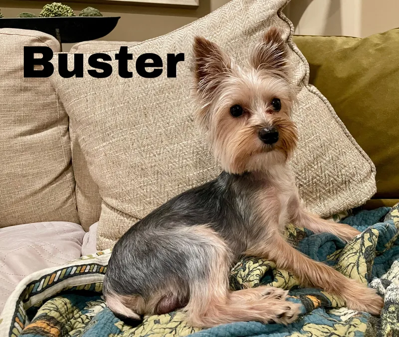 Buster thumbnail 2
