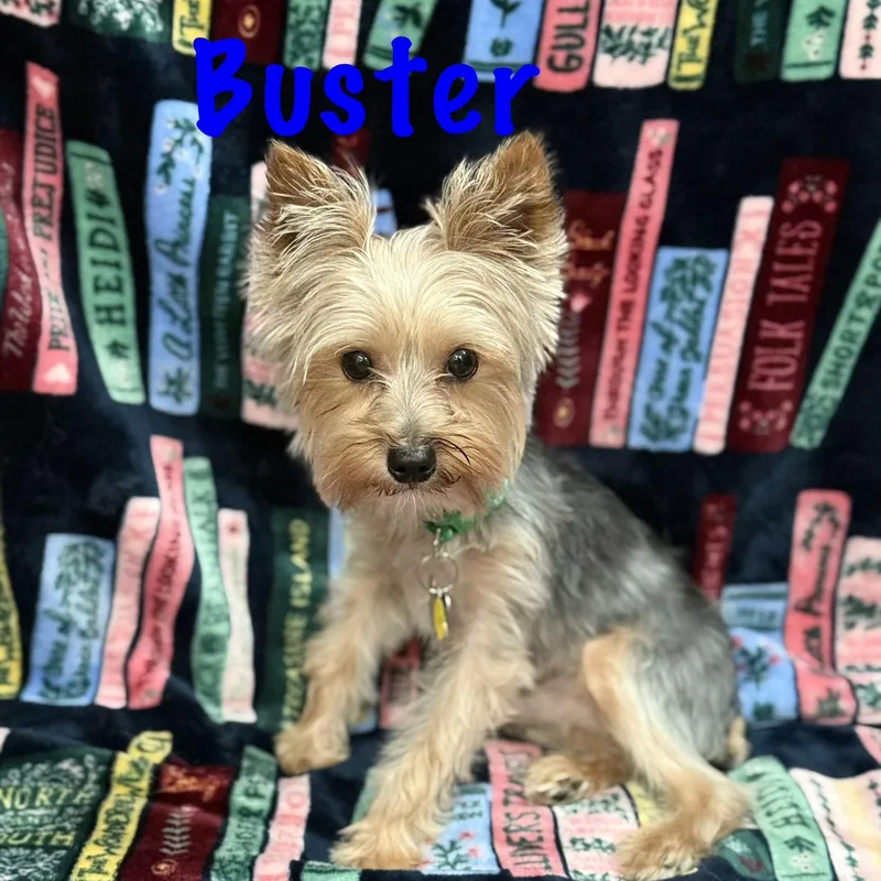 Buster thumbnail 3