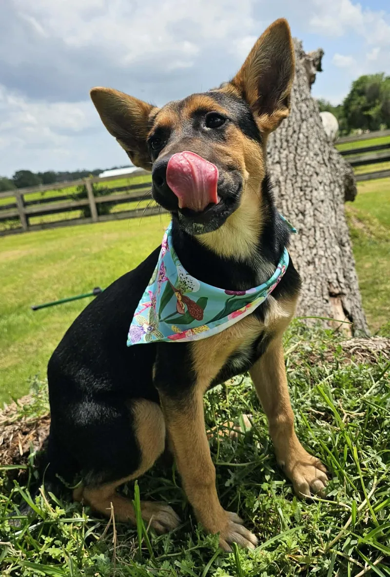 A young medium-sized female Black German Shepherd Dog dog named Ladybird for adoption in Houston, TX