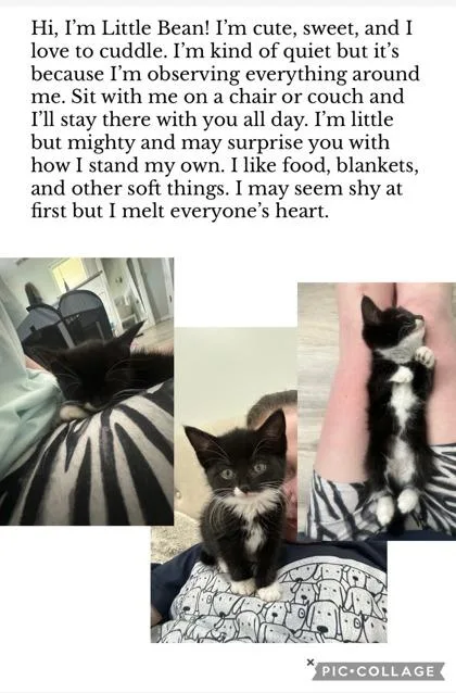 A baby small-sized female Domestic Short Hair cat named Little Bean for adoption in Port Republic, MD