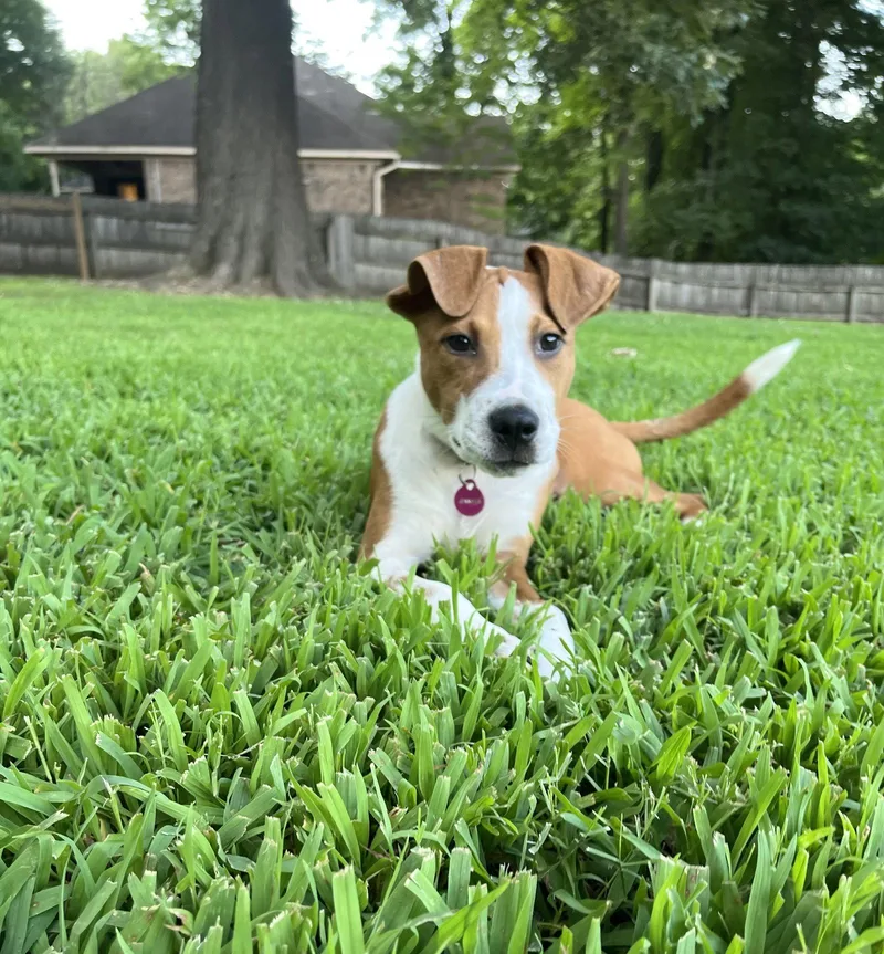 A baby medium-sized female Hound dog named Jennifer “jj” Jareau for adoption in Southaven, MS