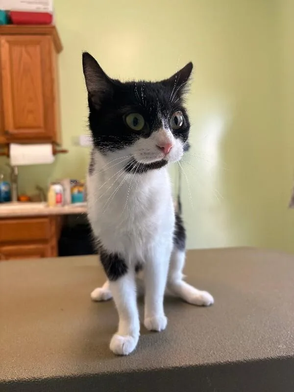 An adult medium-sized female Black Domestic Short Hair cat named Perp for adoption in Warren, PA