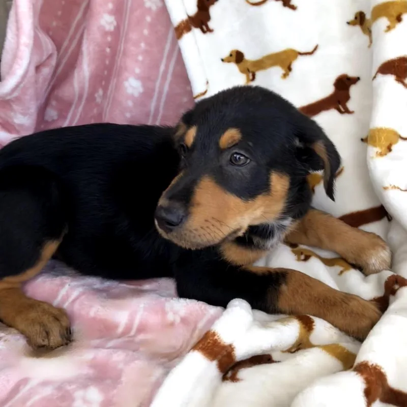 A baby medium-sized female Tricolor (Brown, Black, & White) Labrador Retriever dog named Kira for adoption in Conroe, TX