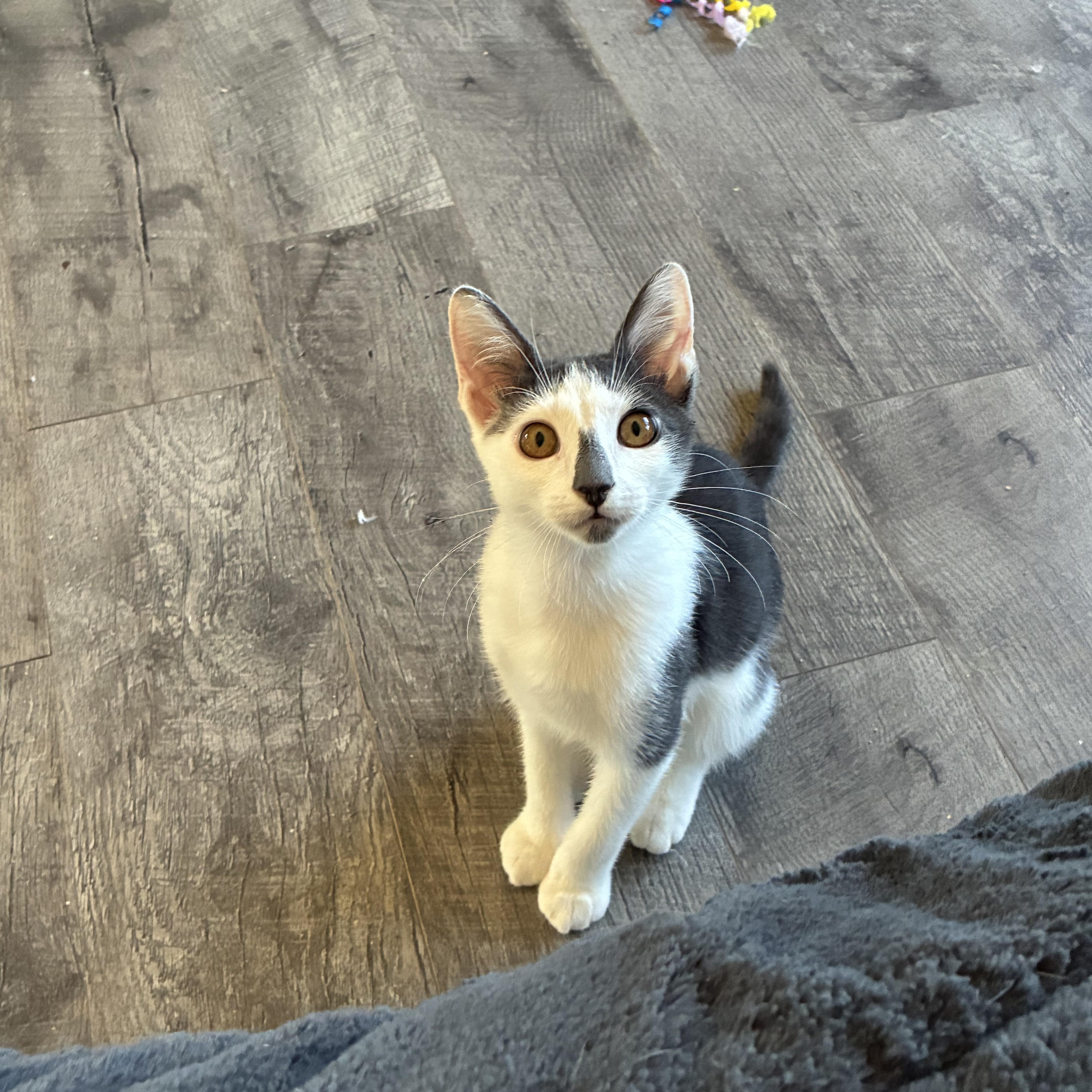 A baby small-sized male Domestic Short Hair cat named Curtis E for adoption in queen creek, AZ