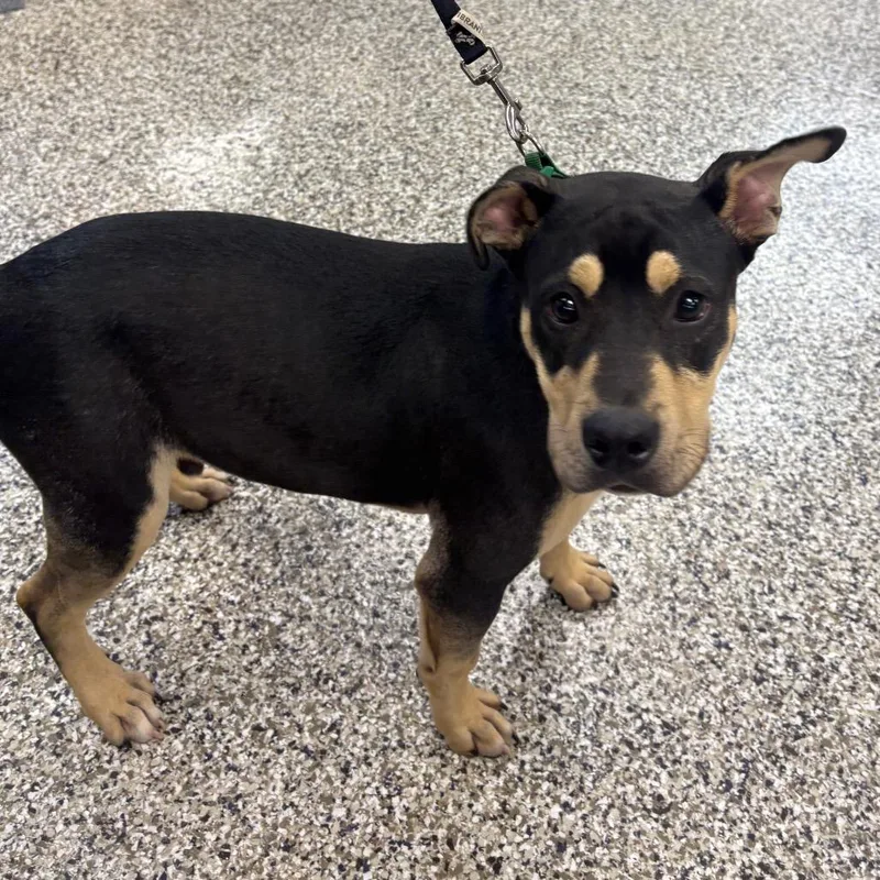 A young medium-sized male Black Mixed Breed dog named Snoop for adoption in Morganton, NC