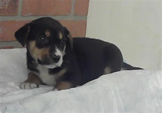 A baby small-sized female Labrador Retriever dog named Leia for adoption in Houston, TX