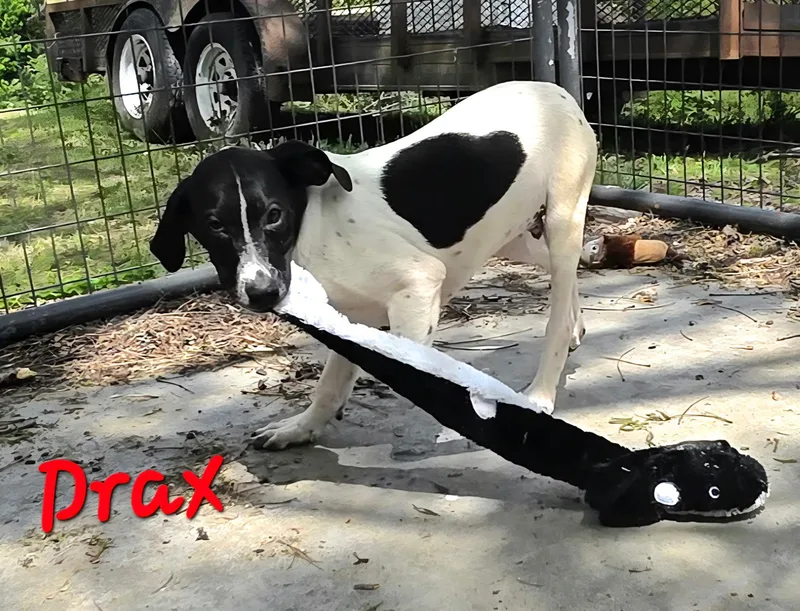 A baby medium-sized male Black English Pointer dog named Drax for adoption in Watertown, CT