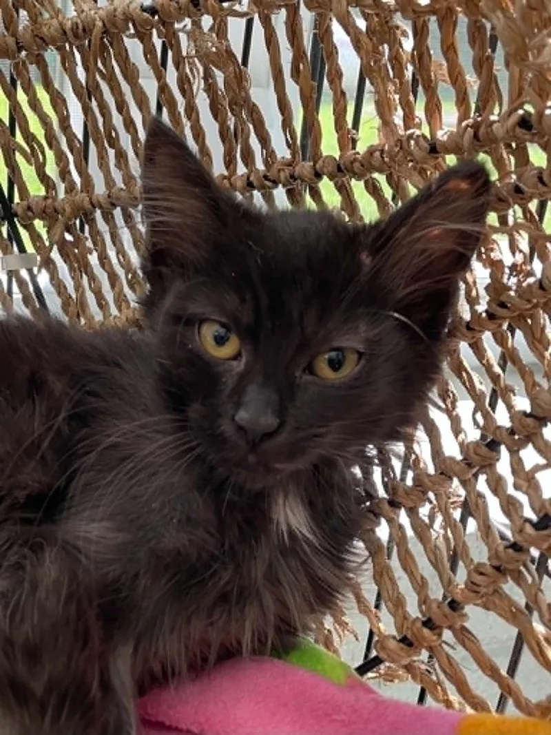 A young medium-sized female Black & White / Tuxedo Domestic Medium Hair cat named Trixie for adoption in Covington, VA